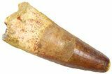 Fossil Spinosaurus Tooth - Feeding Worn Tip #361279-1